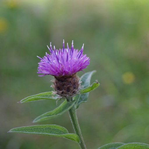 Centaurea Nigra