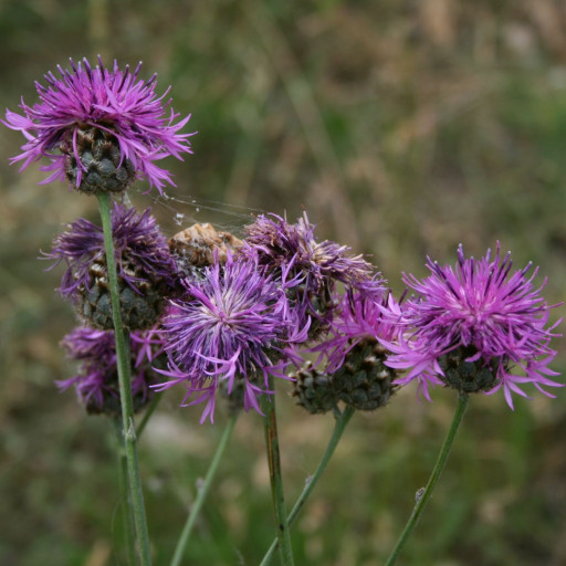 Greater Knapweed Centaurea Scabiosa Plant Care How To Grow Water greater-knapweed-centaurea-scabiosa-plant-care-how-to-grow-water