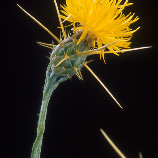 Centaurea Solstitialis