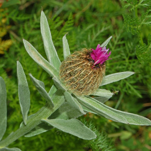 Centaurea Uniflora