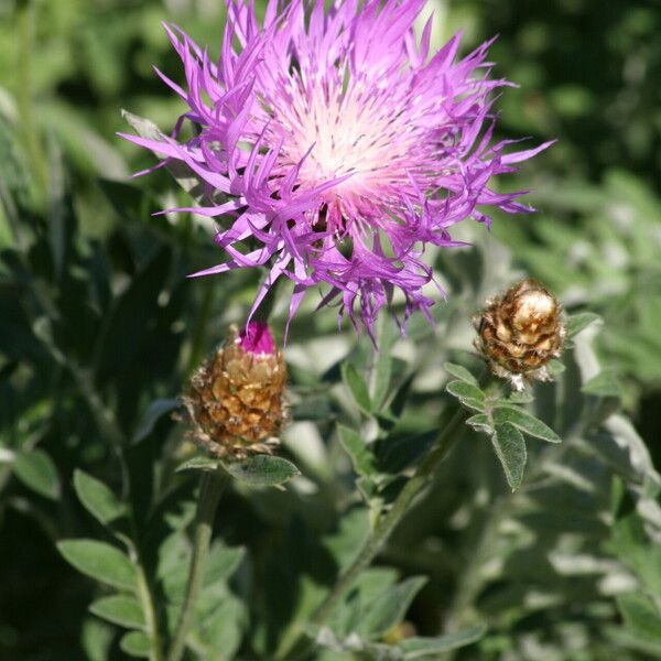 Centaurea Lait depigmantant HQ 200ml