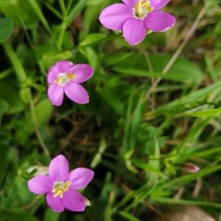 Centaurium Cachanlahuen