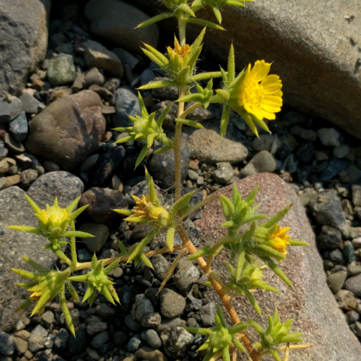 Centromadia Parryi
