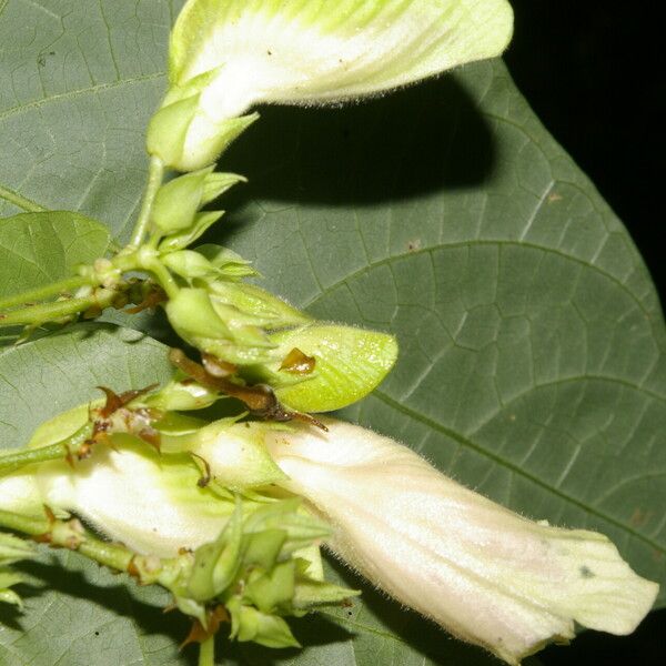 Centrosema Sagittatum