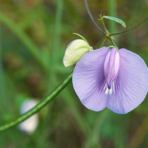 Centrosema Virginianum