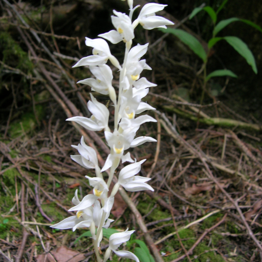 Cephalanthera Austiniae
