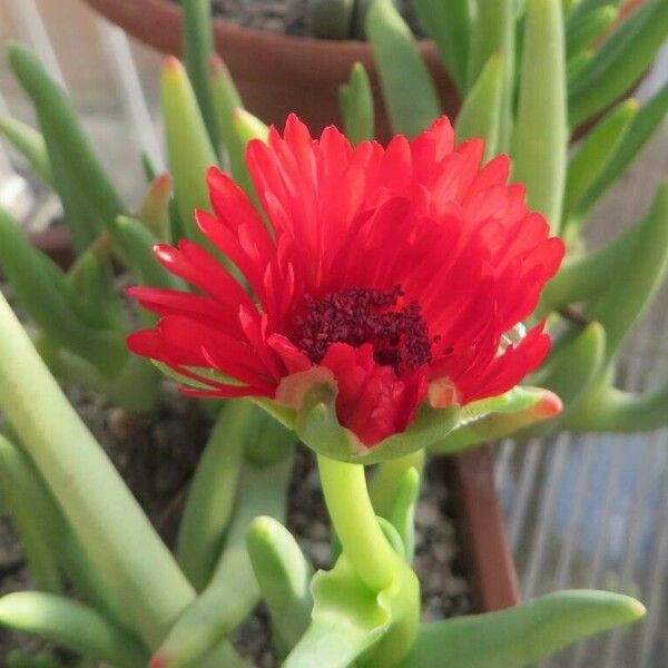 Cephalophyllum Alstonii