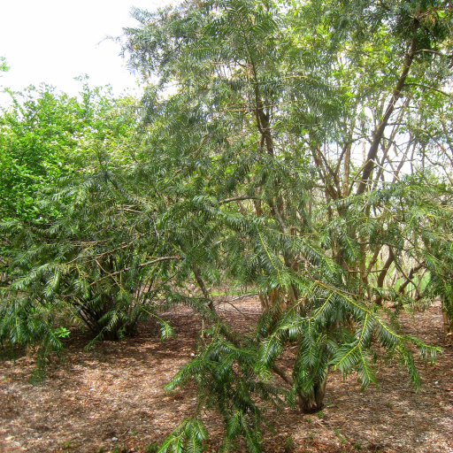 Chinese Plum-yew