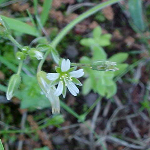 Cerastium Fontanum