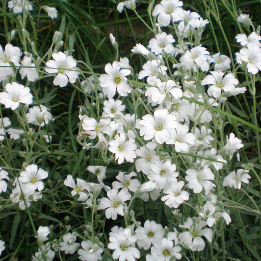 Cerastium Tomentosum