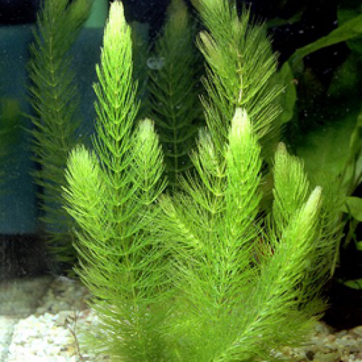 Ceratophyllum Demersum