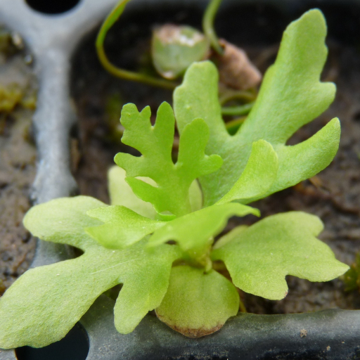 Ceratopteris Thalictroides