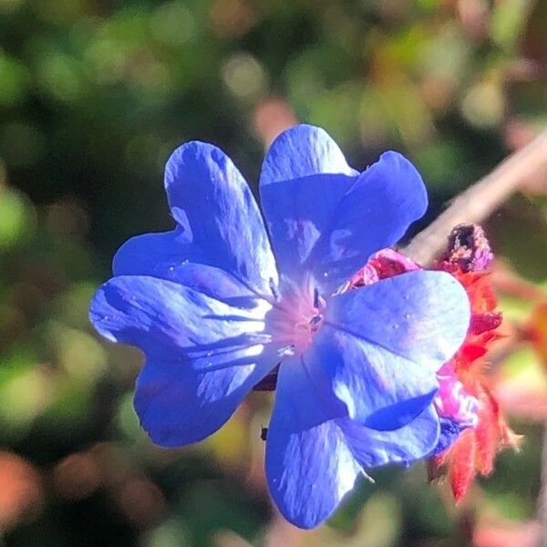 Ceratostigma Griffithii