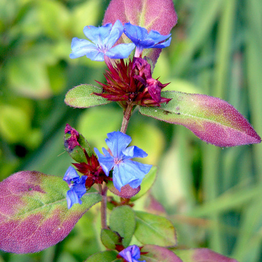 Ceratostigma Plumbaginoides