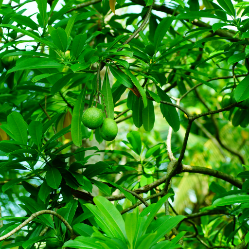 Cerbera Odollam