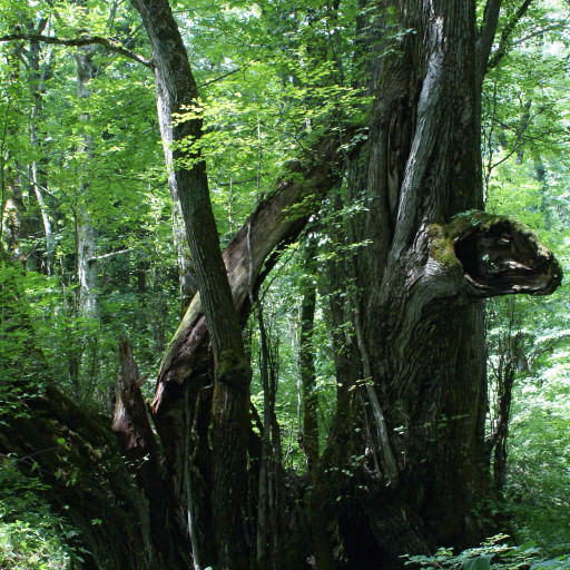 Cercidiphyllum Japonicum