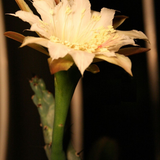 Cereus Spegazzinii