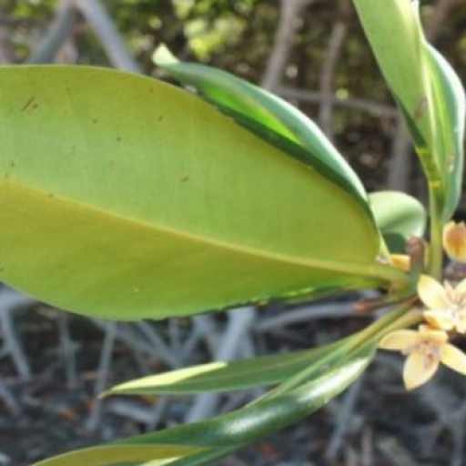 Flat-Leaved Spurred Mangrove (Ceriops Decandra) Care Guide: Water, Soil ...