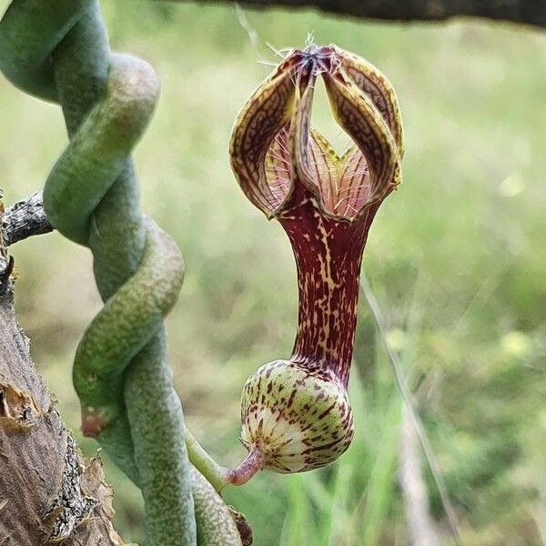 Ceropegia Aristolochioides