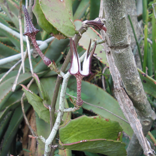 Ceropegia Stapeliiformis