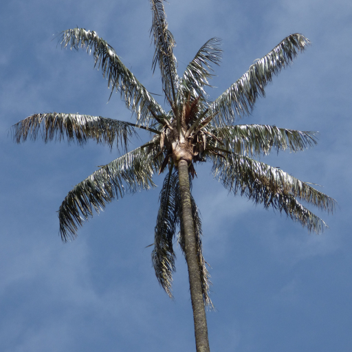 Ceroxylon Quindiuense