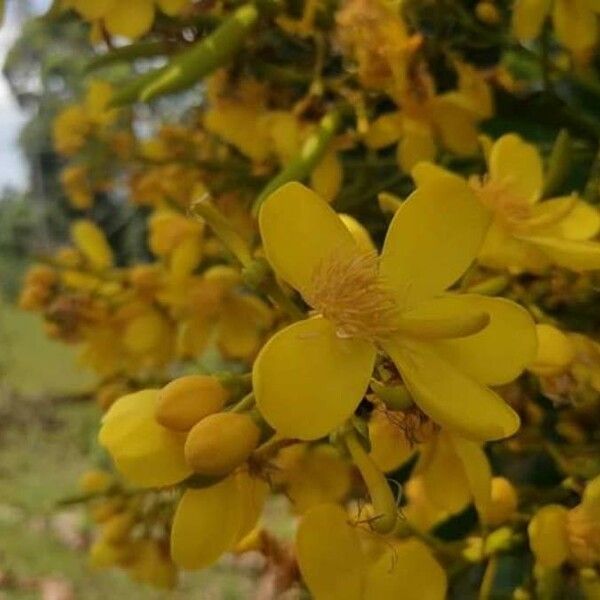 Cespedesia Spathulata