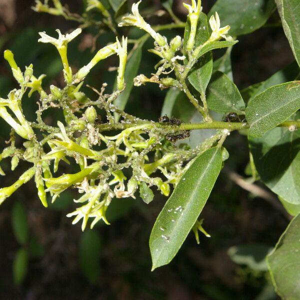 Cestrum Dumetorum