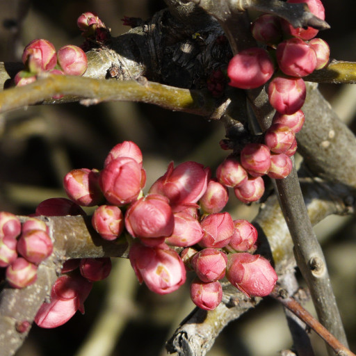 Chaenomeles Japonica