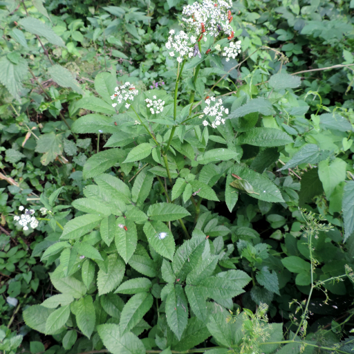 Chaerophyllum Aromaticum