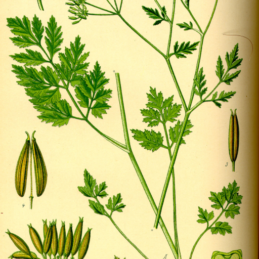 Chaerophyllum Temulum