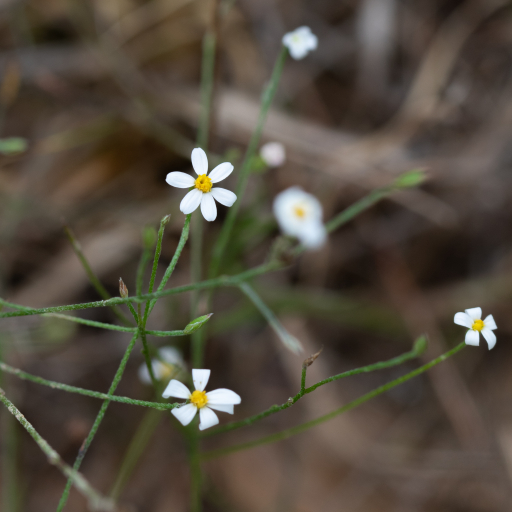 Chaetopappa Asteroides