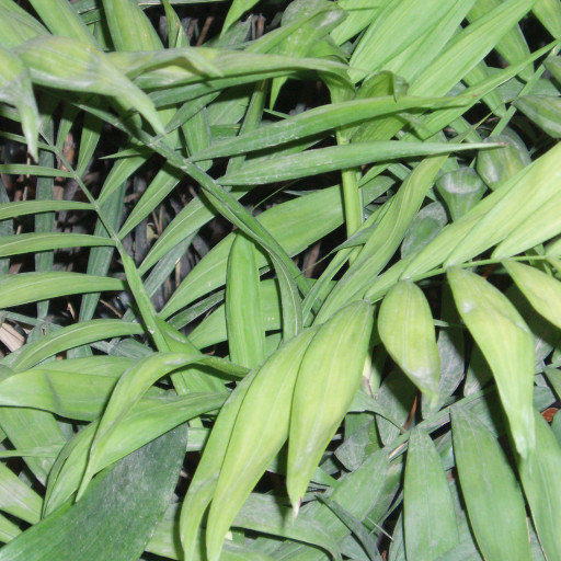 Chamaedorea Elegans