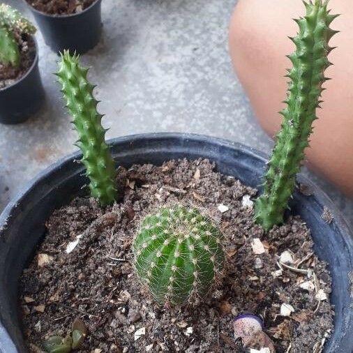 Chamaecereus Silvestrii