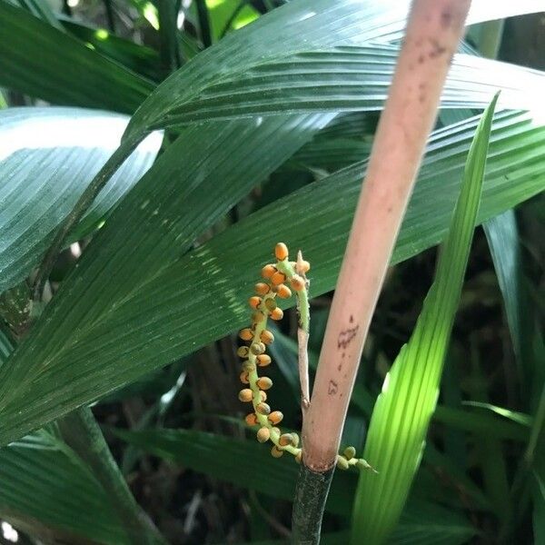 Chamaedorea Fragrans