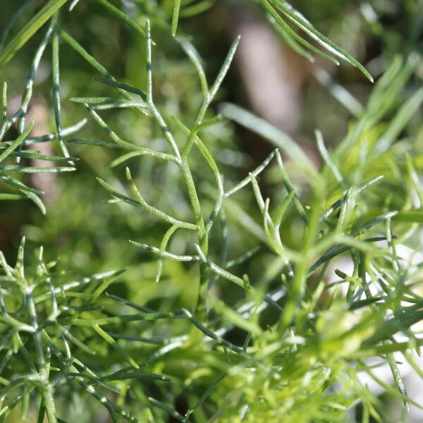 Chamaemelum Fuscatum