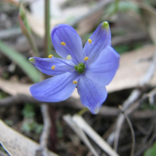 Chamaescilla Corymbosa