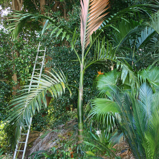 Chambeyronia Macrocarpa