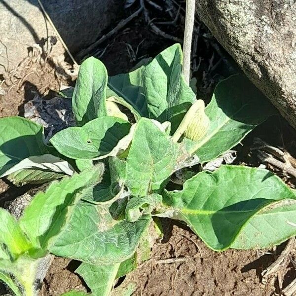 Chaptalia Integerrima Care Guide: Water, Soil & Propagation - Plantiary