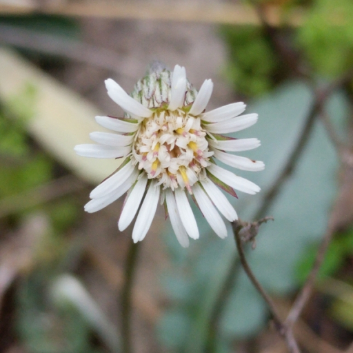 Chaptalia Texana