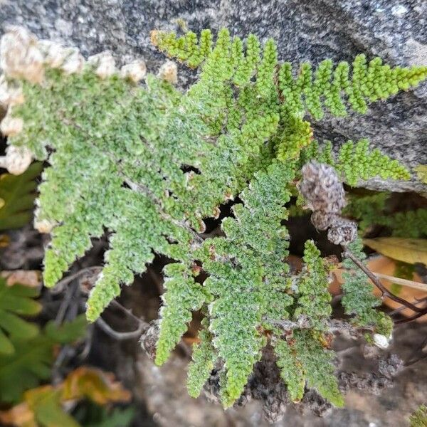 Cheilanthes Myriophylla Plant Care & How to Grow, Water