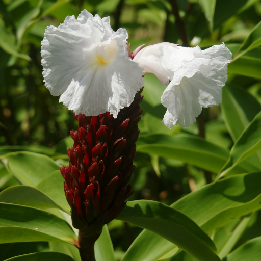 Cheilocostus Speciosus