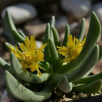 Cheiridopsis Acuminata