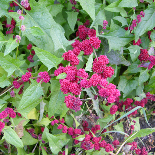 Beetberry (Chenopodium Capitatum) Care Guide: Water, Soil & Propagation ...