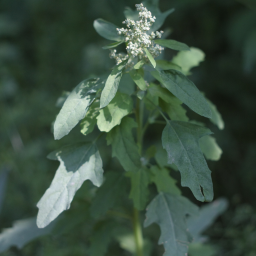 Chenopodium Ficifolium