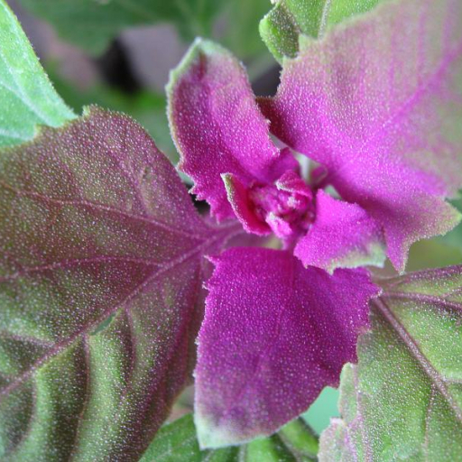 Chenopodium Giganteum