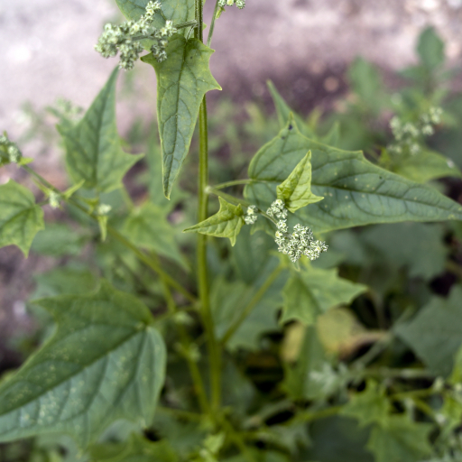 Chenopodium Hybridum