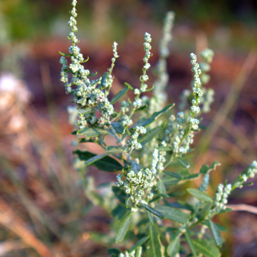 Chenopodium