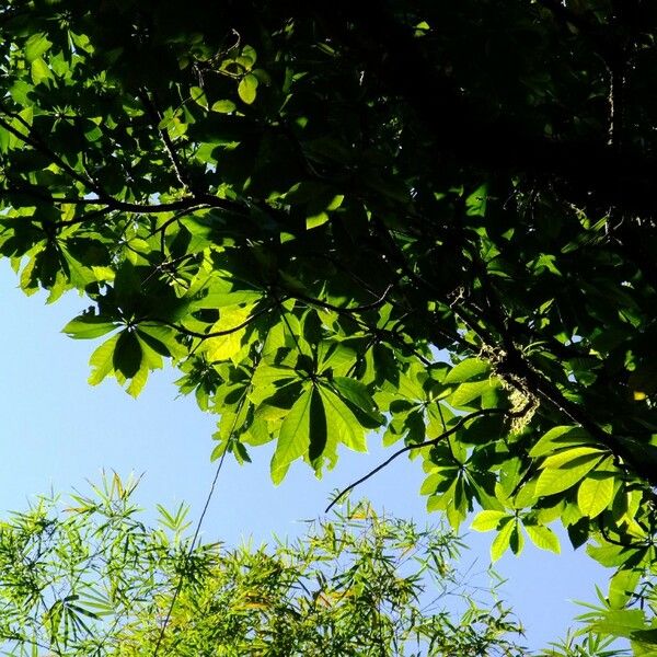 Chimarrhis Cymosa Care Guide: Water, Soil & Propagation - Plantiary