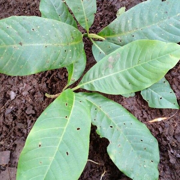 Chimarrhis Parviflora Care Guide: Water, Soil & Propagation - Plantiary