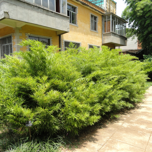 Chimonobambusa Tumidissinoda